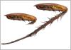 Periplaneta sp.